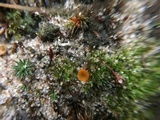 Neottiella vivida image