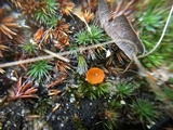 Neottiella vivida image
