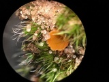 Neottiella vivida image