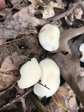 Cuphophyllus virgineus image