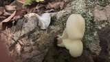 Cuphophyllus virgineus image