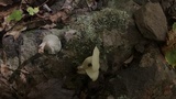 Cuphophyllus virgineus image