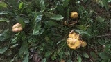 Suillus americanus image