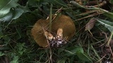 Suillus americanus image