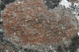 Caloplaca crenularia image