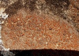Caloplaca crenularia image