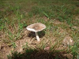 Amanita sect. Vaginatae image