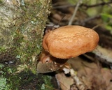 Armillaria solidipes image