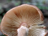 Armillaria solidipes image