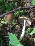 Psathyrella longistriata image