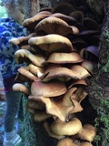 Kuehneromyces mutabilis image