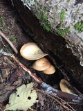 Kuehneromyces mutabilis image
