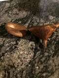 Paxillus involutus image