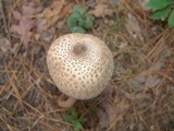 Leucoagaricus americanus image