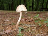 Leucoagaricus americanus image