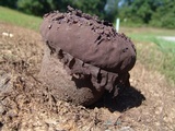 Calvatia cyathiformis image