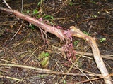 Marasmius pulcherripes image