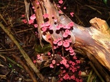 Marasmius pulcherripes image
