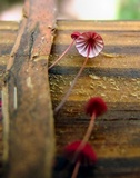 Marasmius pulcherripes image
