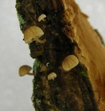 Mycena corticola image