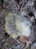 Syzygites megalocarpus image