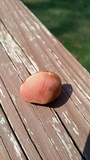 Chalciporus pseudorubinellus image