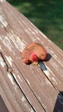Chalciporus pseudorubinellus image