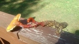 Ganoderma curtisii image