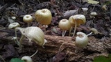 Chrysomphalina strombodes image