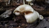 Chrysomphalina strombodes image