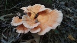 Laetiporus cincinnatus image