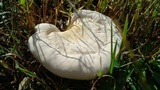 Ganoderma curtisii image