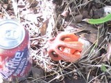 Clathrus columnatus image