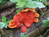 Earliella scabrosa image