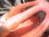 Clathrus columnatus image
