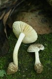 Amanita onusta image