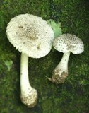 Amanita onusta image