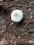 Amanita canescens image