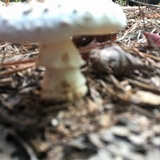 Amanita canescens image