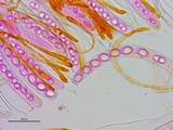 Neottiella vivida image