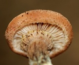 Armillaria solidipes image