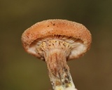 Armillaria solidipes image