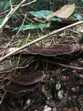 Hexagonia hydnoides image