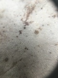 Hexagonia hydnoides image