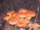 Gymnopilus ventricosus image