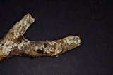 Hydnocristella himantia image