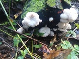 Entoloma abortivum image