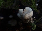 Entoloma abortivum image
