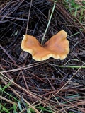 Hygrophoropsis aurantiaca image