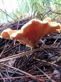 Hygrophoropsis aurantiaca image